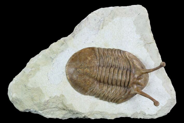 Stalk-Eyed Asaphus Kowalewskii Trilobite - Very Large #127846